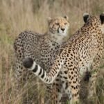 Cheetahs back in India