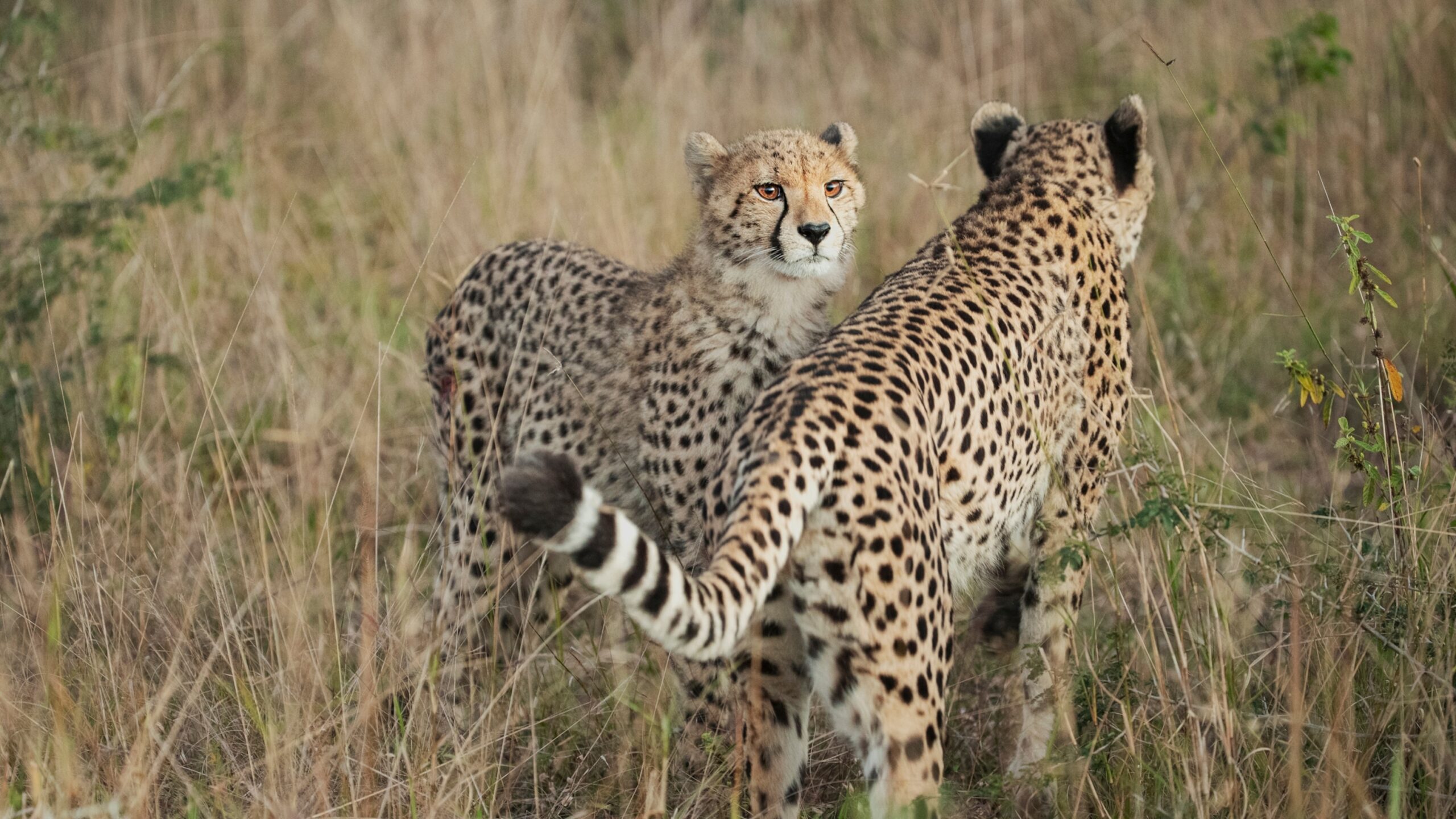 Cheetahs Back In India Scaled