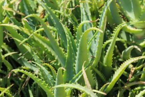 Aloevera Plant