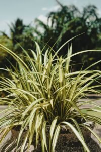 Spider Plant