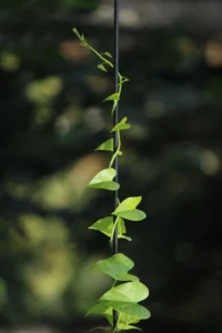 Money Plant