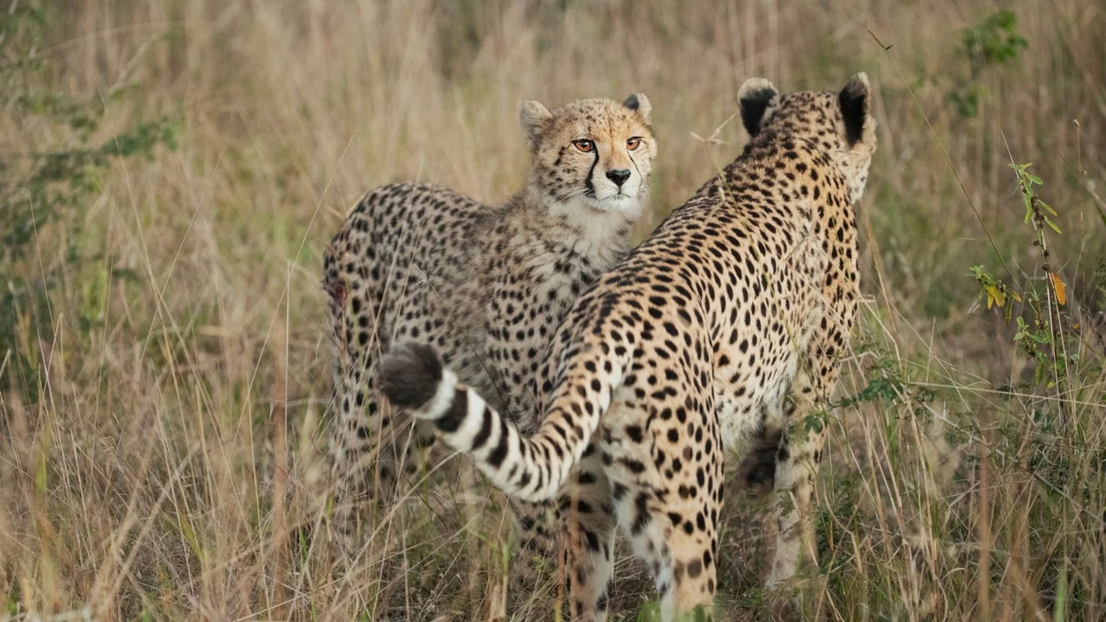 Cheetah To Be Back In Its Abode 1 Cheetahs Back In India Scaled